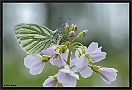 Klein Geaderd Witje, Green-veined White, Pieris napi Location: Wierden, the Netherlands klein geaderd witje D2 5447 kopie